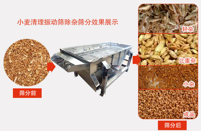 小麥清理振動(dòng)篩小麥篩分效果展示圖可同時(shí)篩分出輕雜，比重雜，小雜，成品等四個(gè)等級(jí)。
